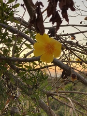 Cochlospermum