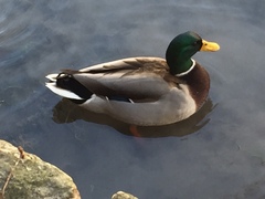 Anas platyrhynchos