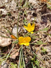 Crocus chrysanthus