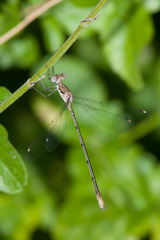 Lestes sigma