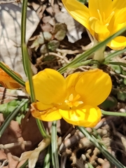 Crocus chrysanthus
