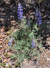 Lupinus costaricensis
