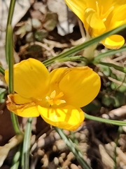 Crocus chrysanthus