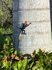 Agama picticauda