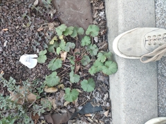 Geranium rotundifolium