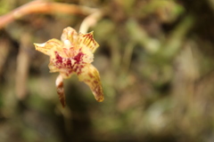 Kefersteinia pastorellii