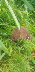 Junonia natalica