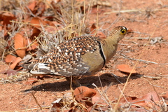 Pterocles bicinctus multicolor