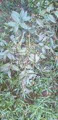 Mitriostigma axillare
