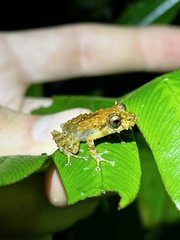 Pristimantis prolatus