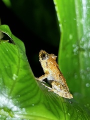 Pristimantis prolatus