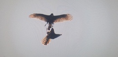 Accipiter melanoleucus