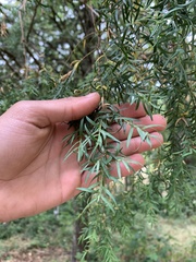 Saxegothaea conspicua