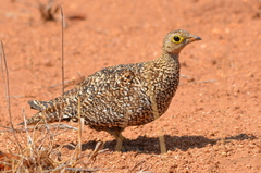 Pterocles bicinctus multicolor