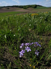 Viola pedata