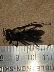Sphex pensylvanicus