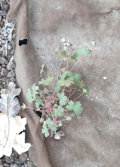 Geranium rotundifolium