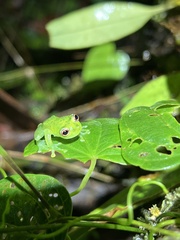 Centrolenidae