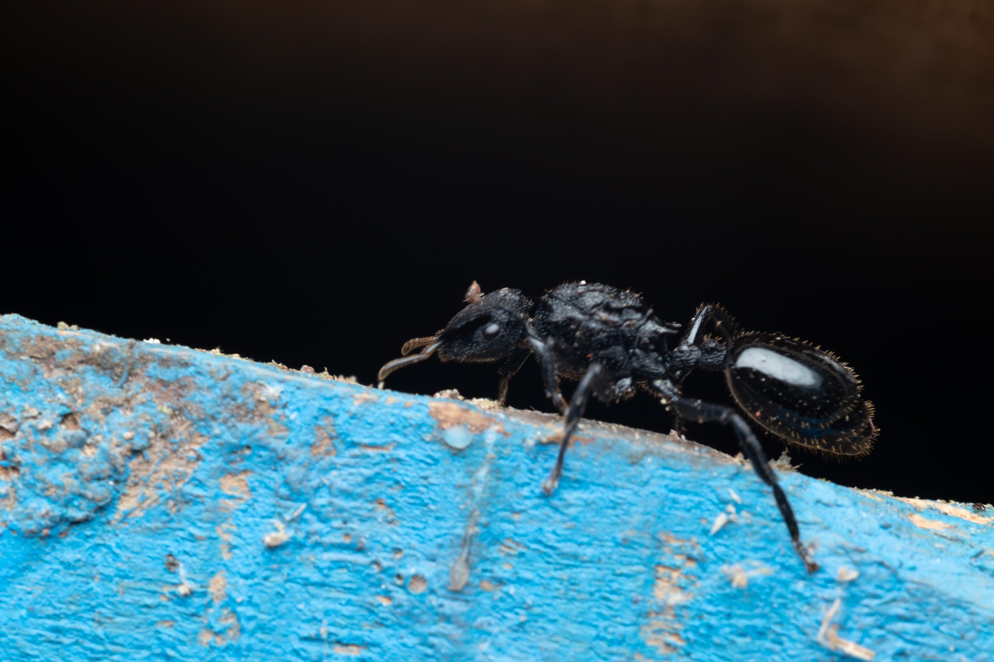 Cephalotes alfaroi