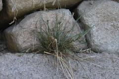 Carex breviculmis