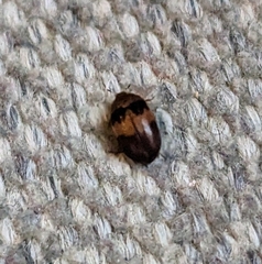 Attagenus fasciatus