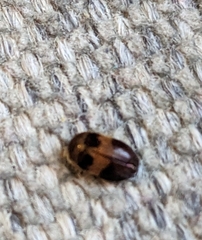 Attagenus fasciatus