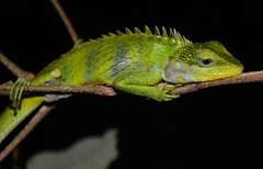 Calotes grandisquamis