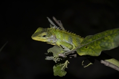 Calotes grandisquamis