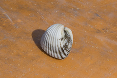 Tegillarca granosa