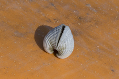 Tegillarca granosa