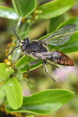 Cynanchum ellipticum