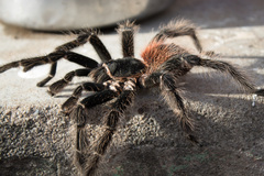 Lasiodora