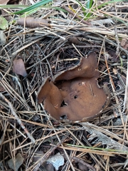 Helvella acetabulum