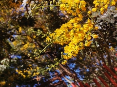 Senna racemosa