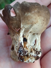 Helvella acetabulum