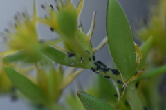 Aphis