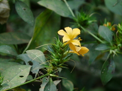 Barleria prionitis