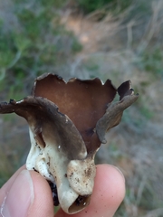 Helvella acetabulum