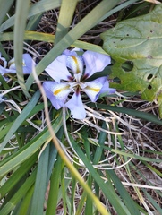 Iris unguicularis