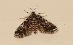 Elophila responsalis