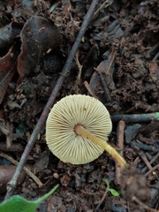 Xanthagaricus