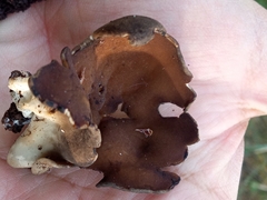 Helvella acetabulum