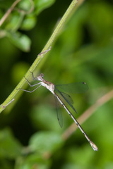 Lestes sigma