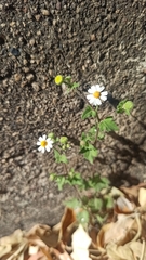 Perityle microglossa