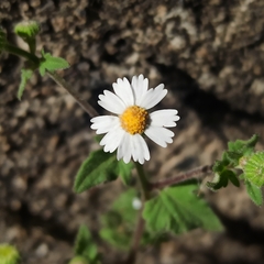 Perityle microglossa