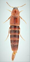 Bryoporus rufescens