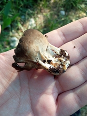 Helvella acetabulum