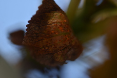 Polystigma deformans