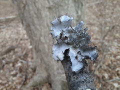 Parmotrema hypotropum