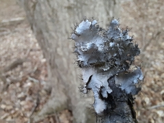 Parmotrema hypotropum